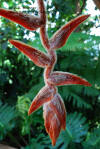 Heliconia vellerigera 'She Kong'